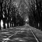 allee im frühling