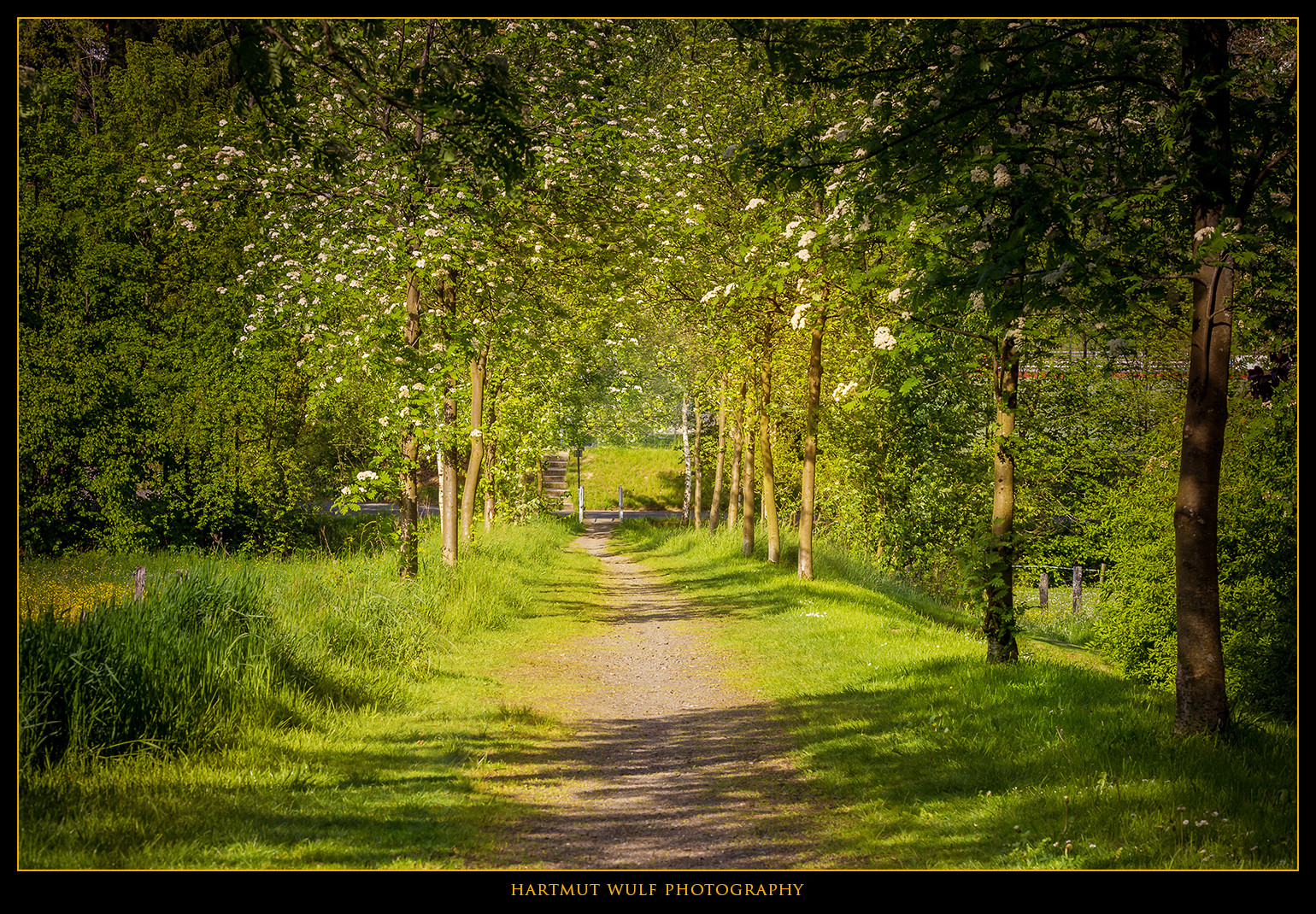 Allee im Frühling