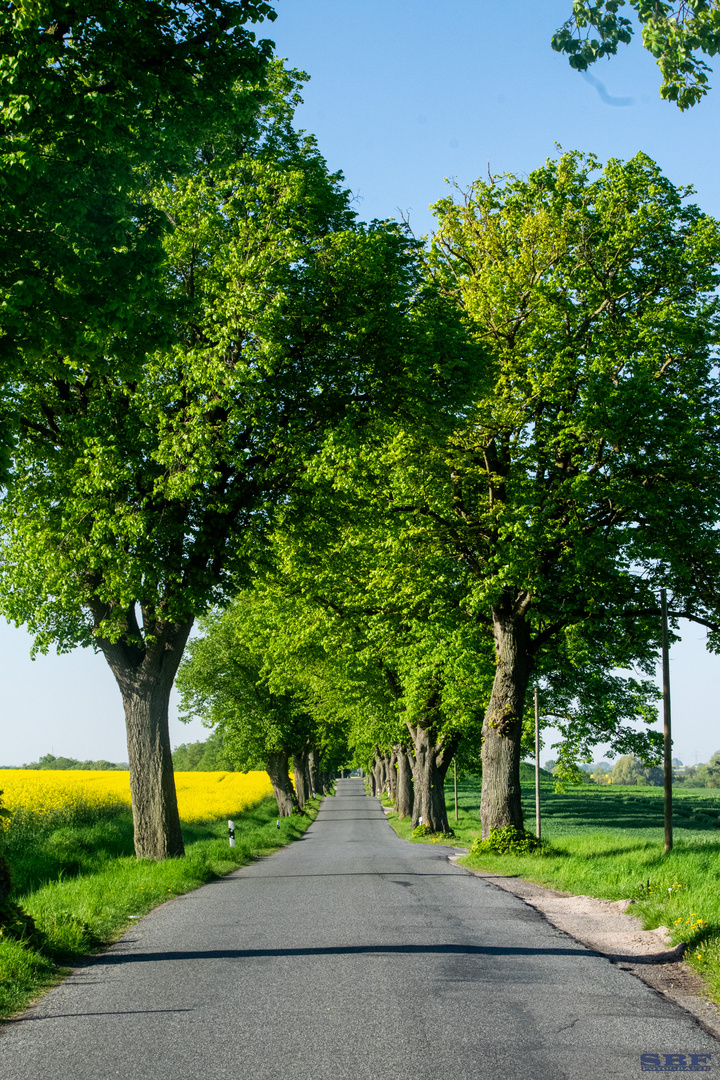 Allee im Frühling