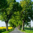 Allee im Frühling