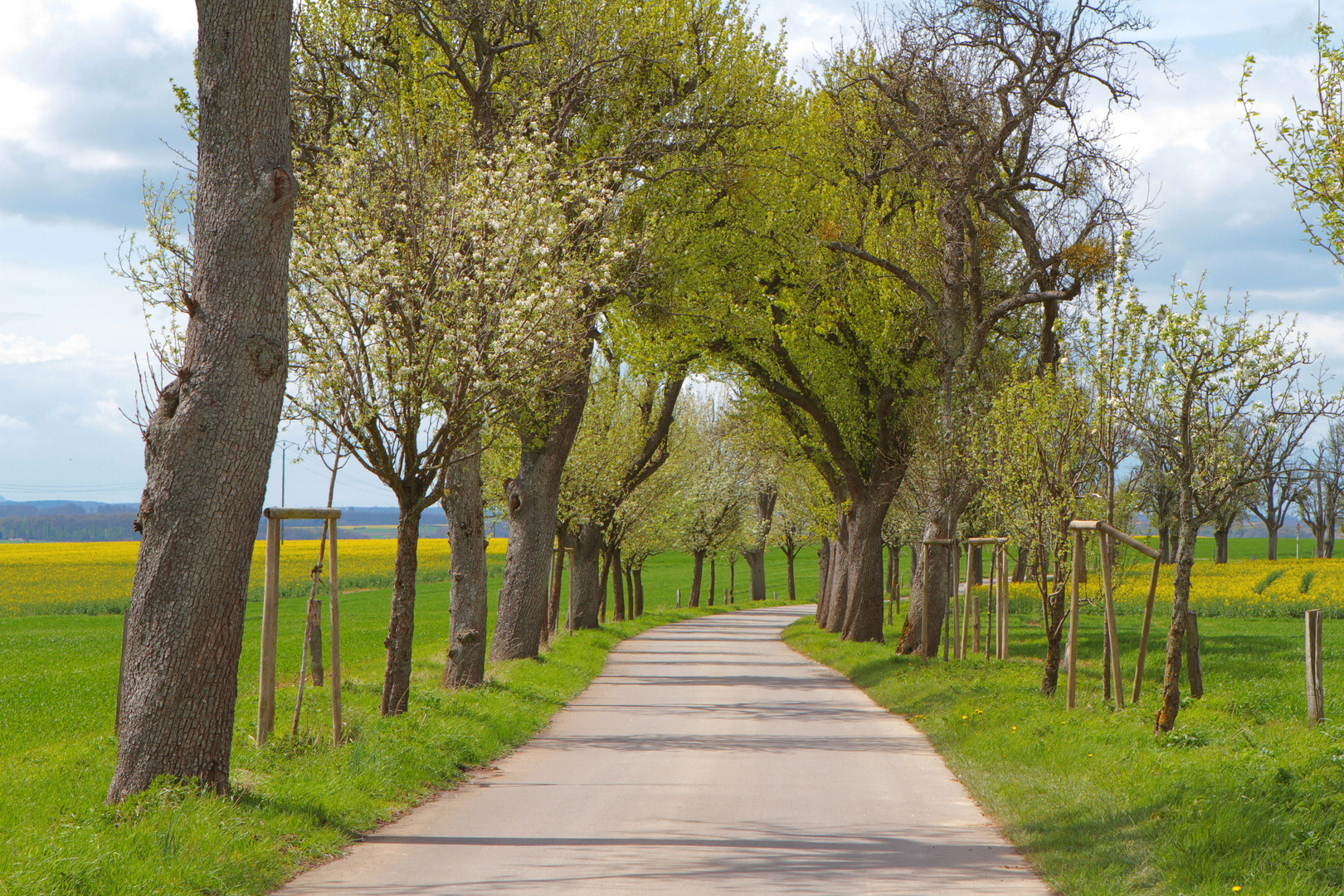 Allee im Frühlingserwachen