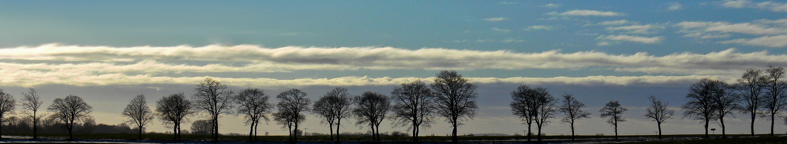 Allee im Gegenlicht