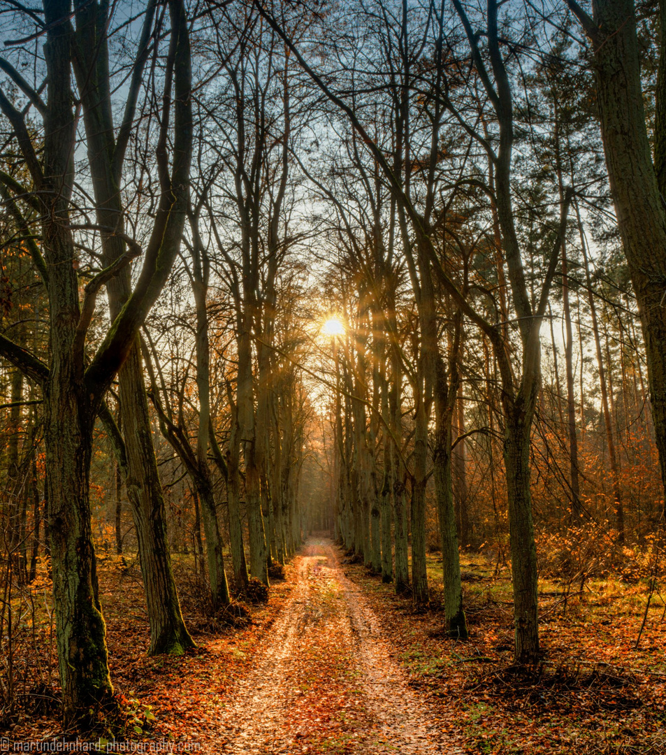 Allee im Gegenlicht der Herbstsonne 