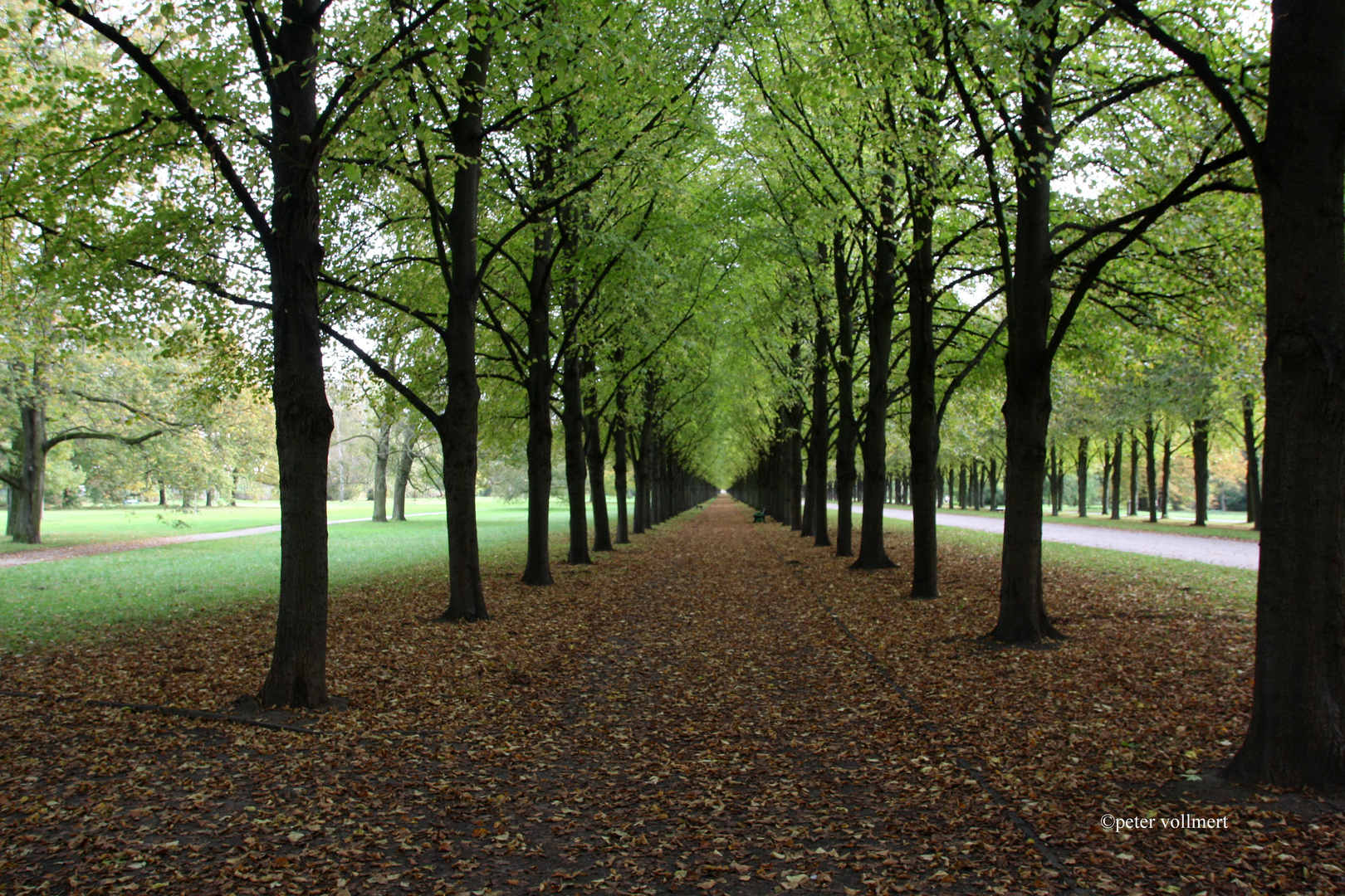 Allee im Georgngarten Hannover