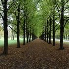 Allee im Georgngarten Hannover