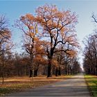 Allee im Großen Garten