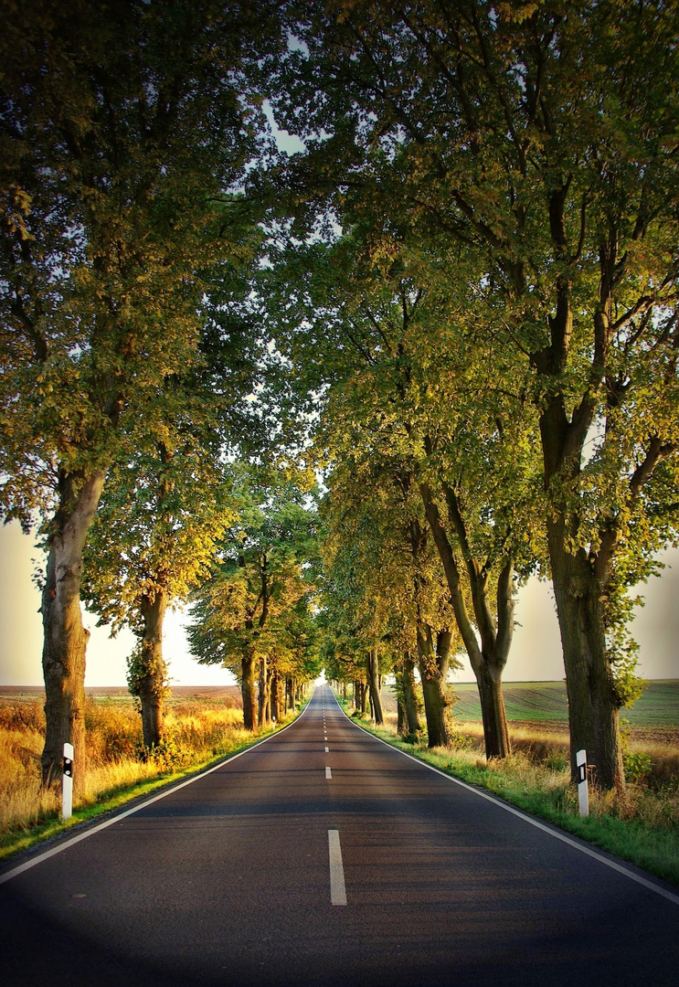 Allee im Harz