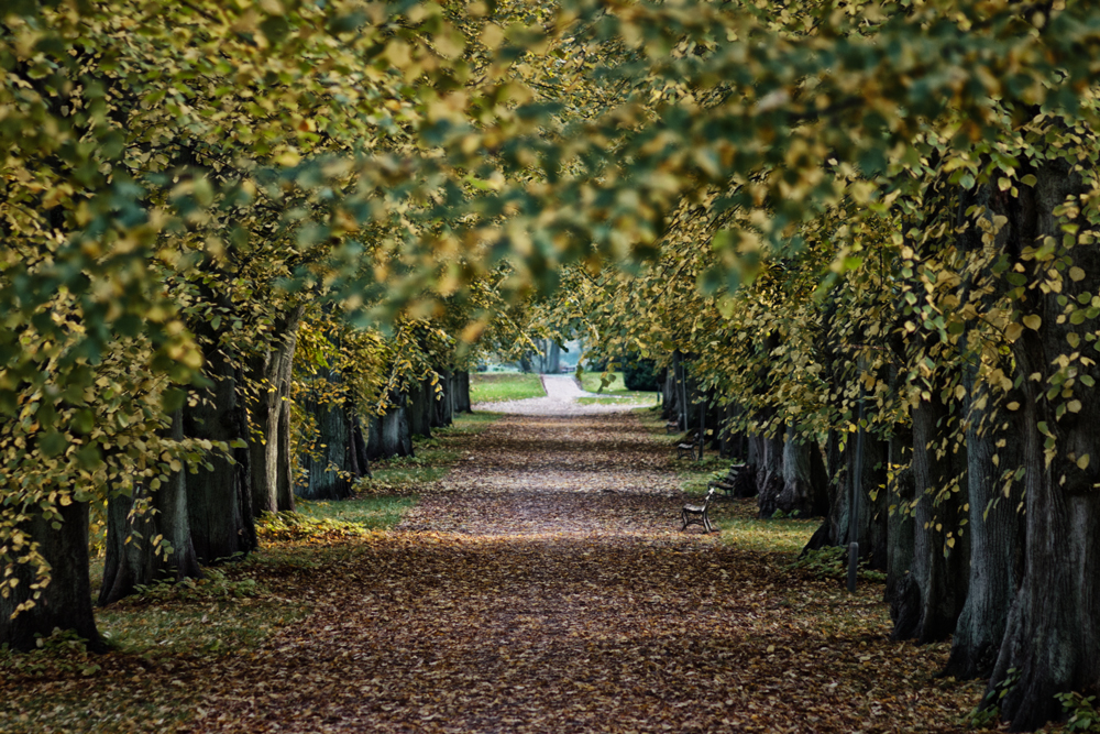 Allee im Herbst