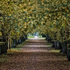 Allee im Herbst