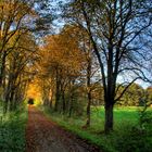 Allee im Herbst