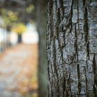 Allee im Herbst