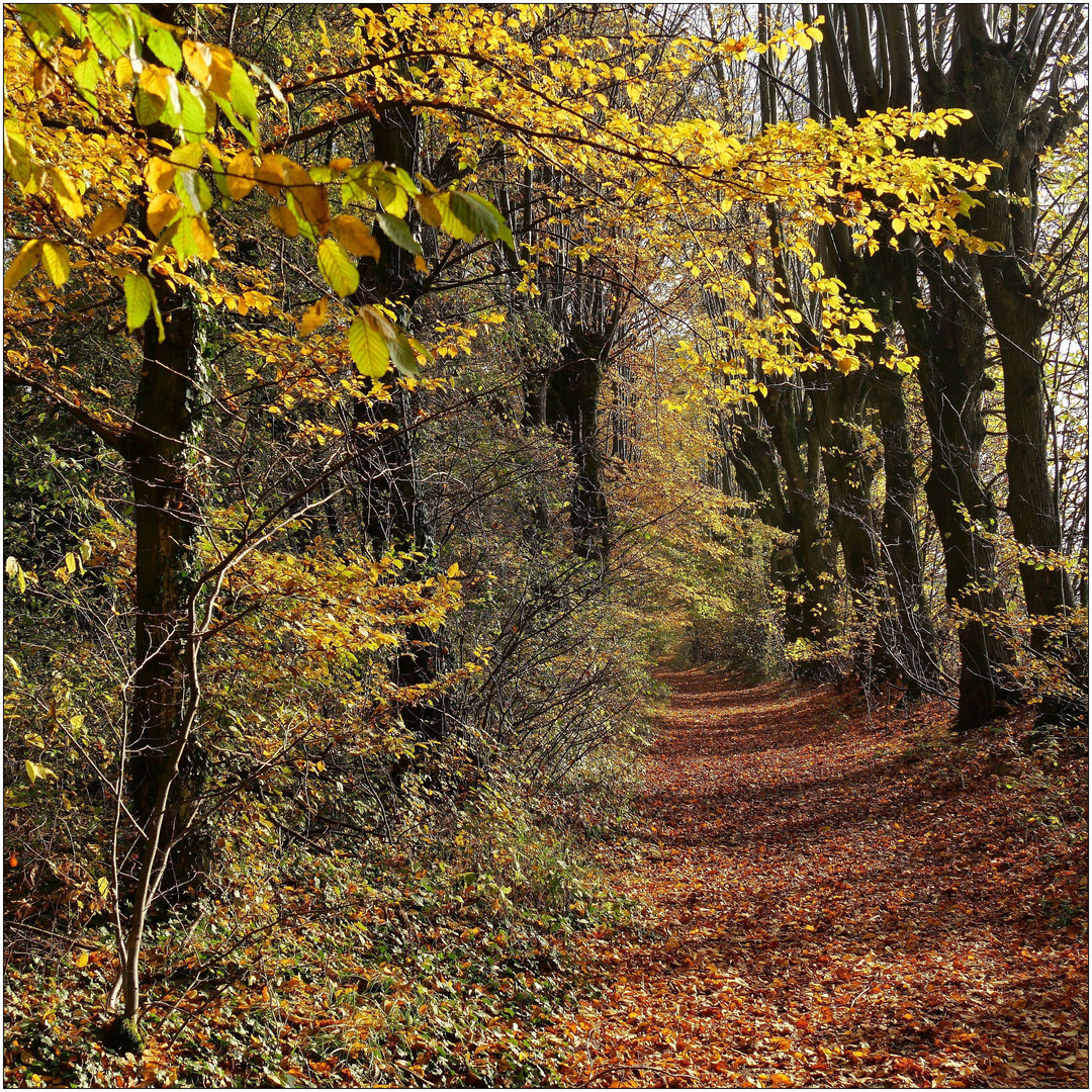 Allee im Herbst