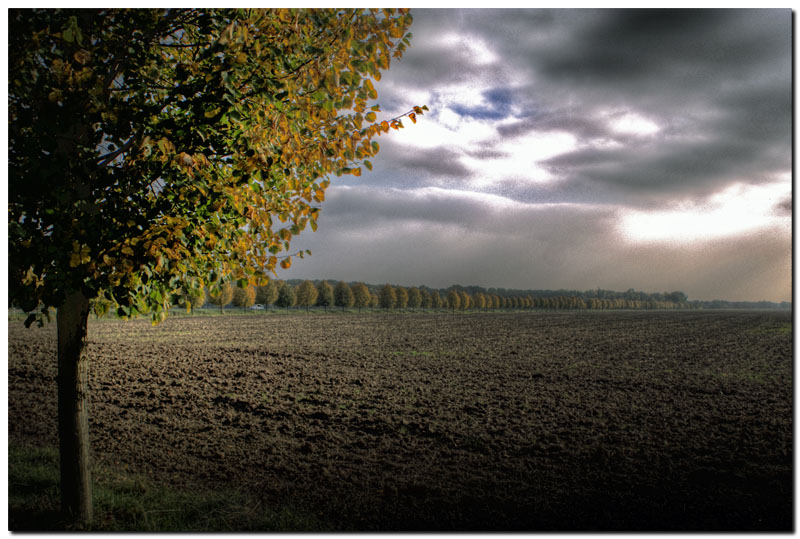 Allee im Herbst