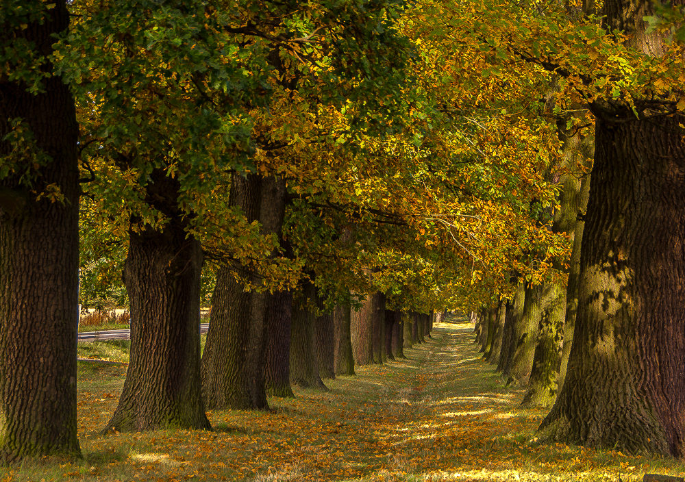 Allee im Herbst