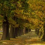 Allee im Herbst