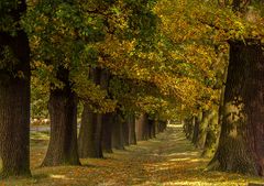 Allee im Herbst