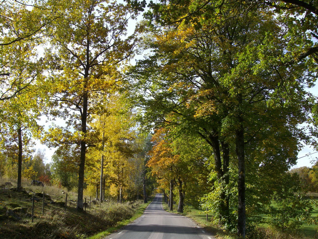 Allee im Herbst