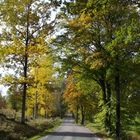 Allee im Herbst