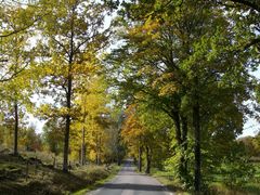 Allee im Herbst