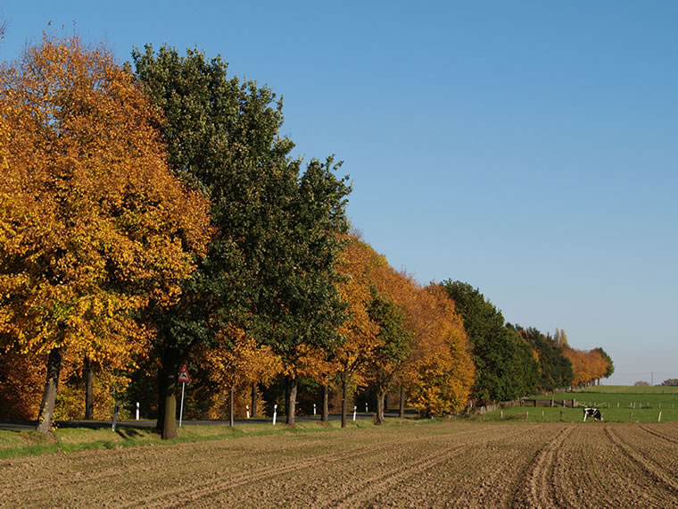 Allee im Herbst