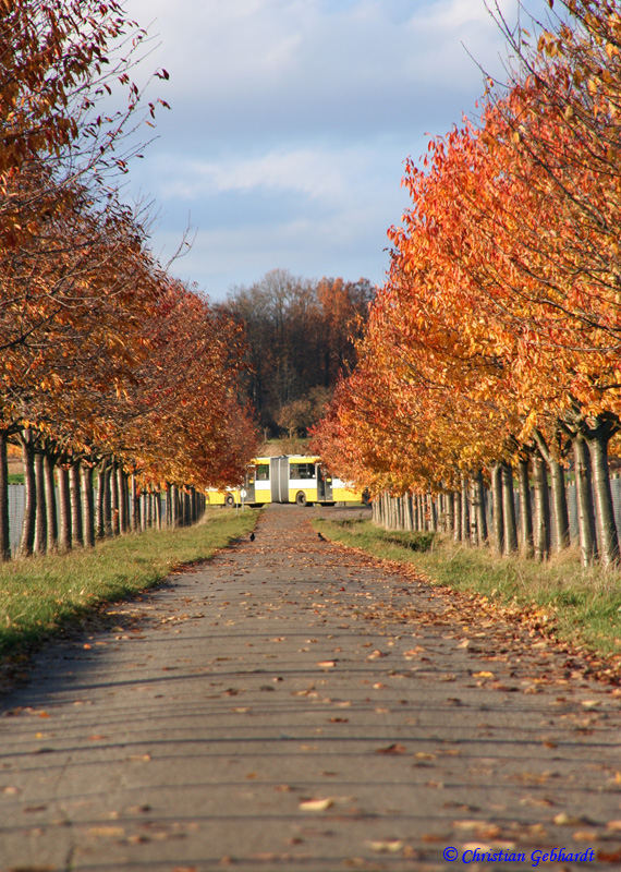 Allee im Herbst