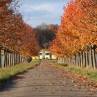 Allee im Herbst