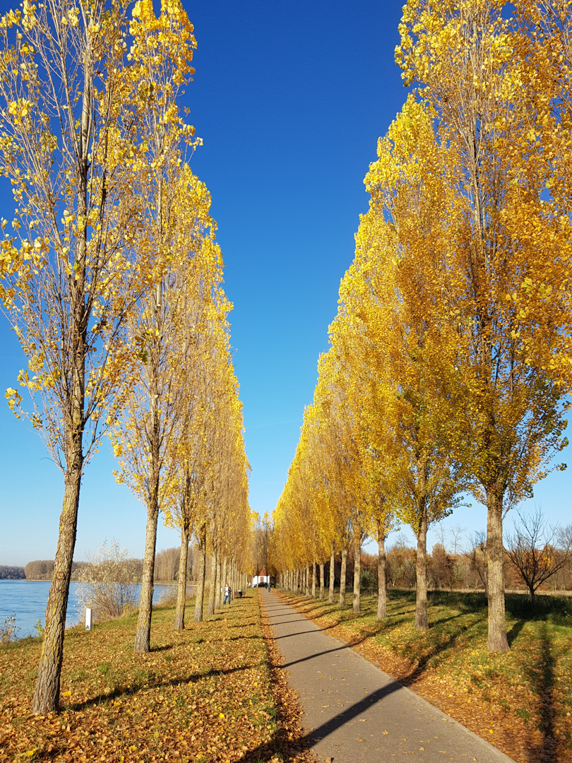 Allee im Herbst