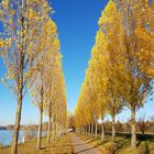 Allee im Herbst