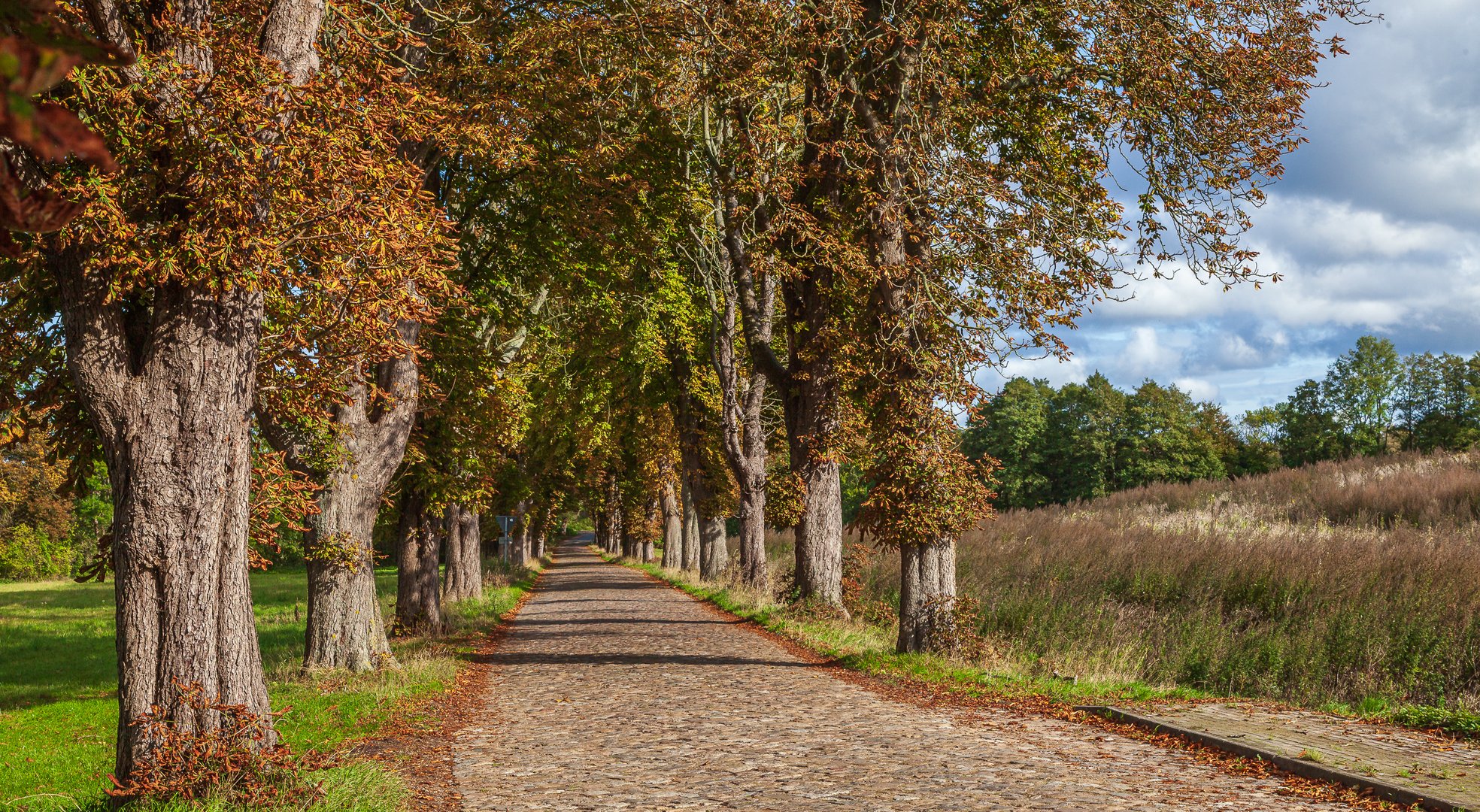 Allee im Herbst