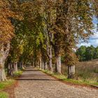 Allee im Herbst