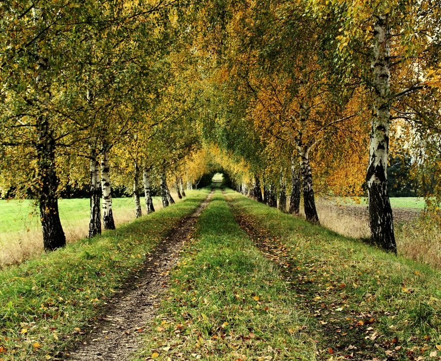 Allee im Herbst