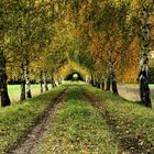 Allee im Herbst