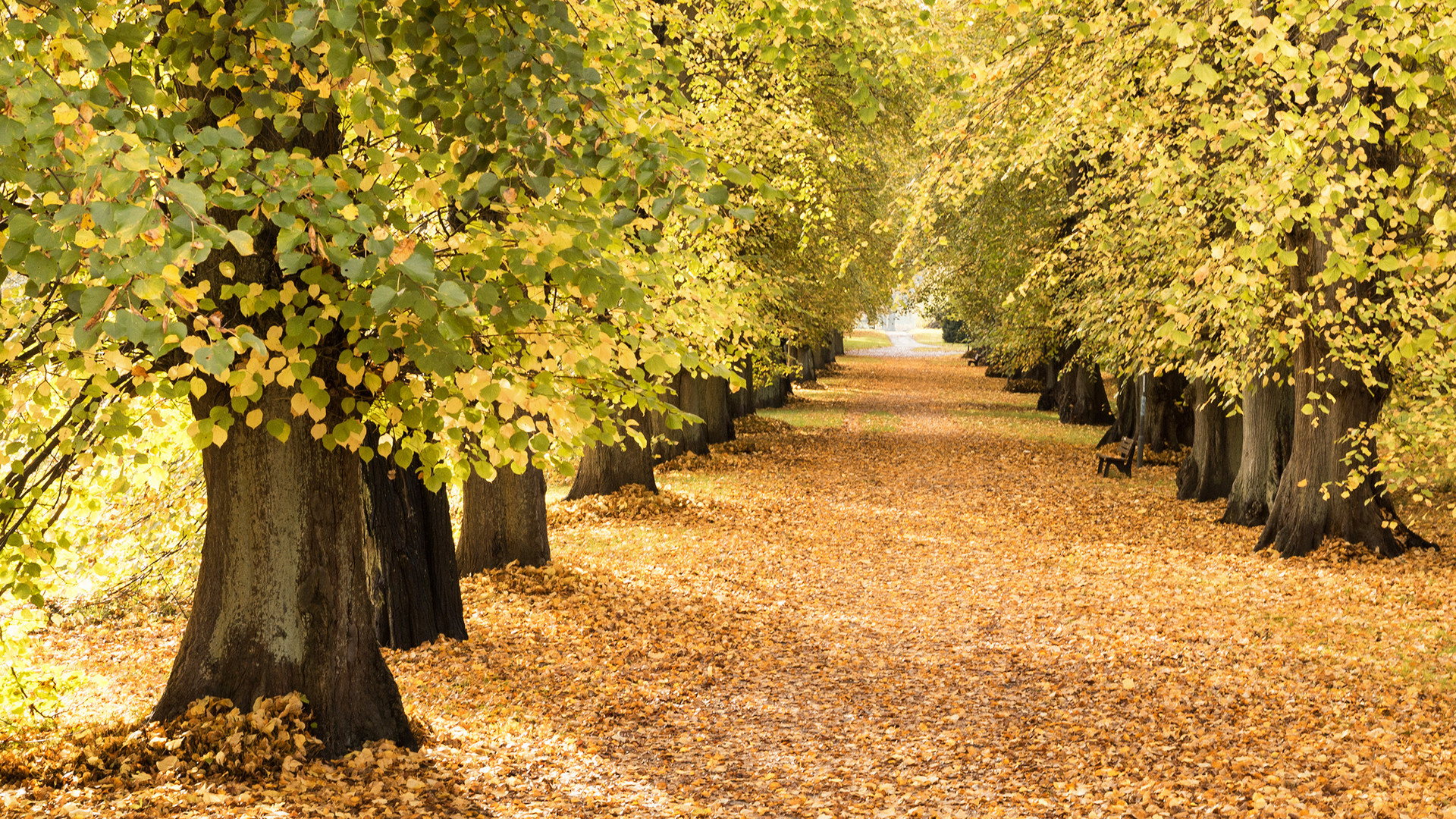 Allee im Herbst