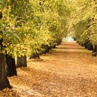 Allee im Herbst