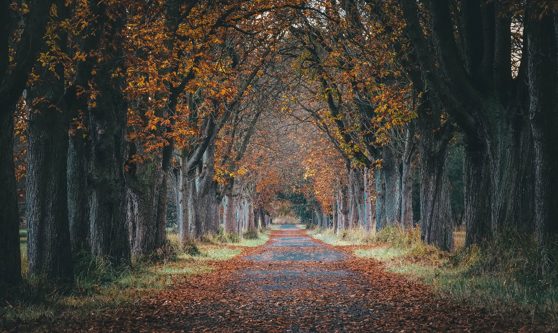 **Allee im Herbst**