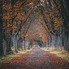 **Allee im Herbst**