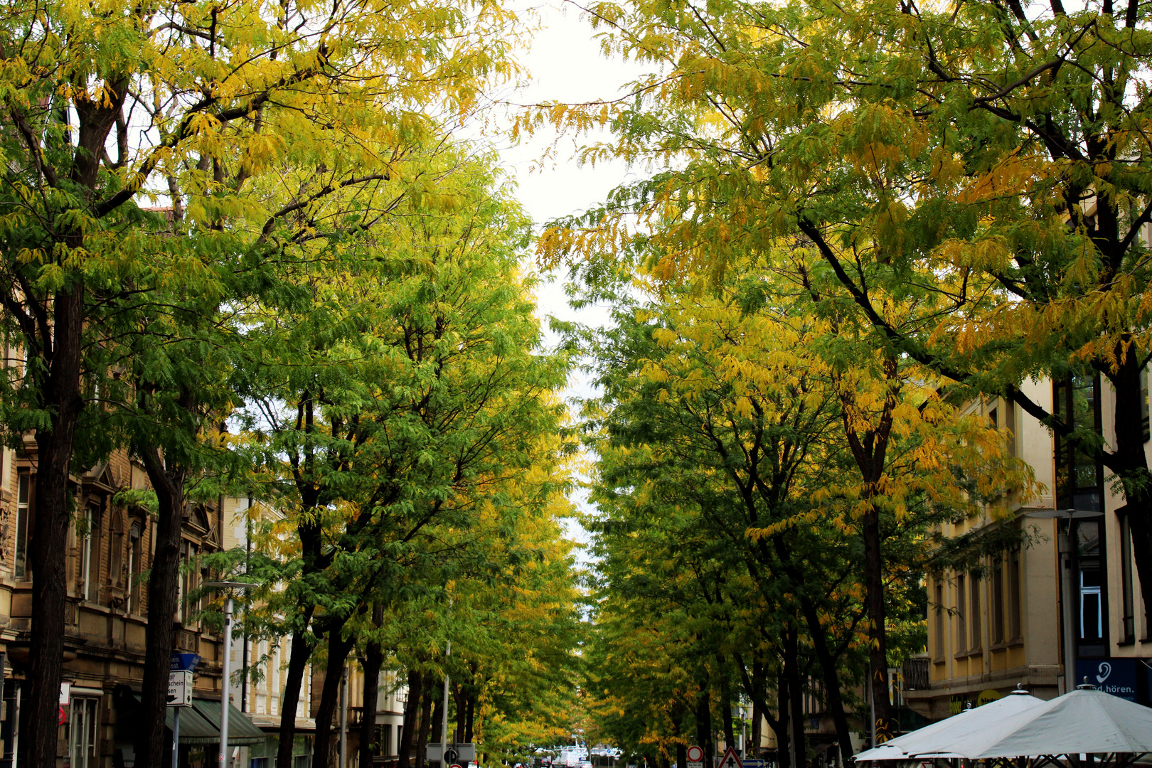 Allee im Herbst