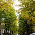 Allee im Herbst