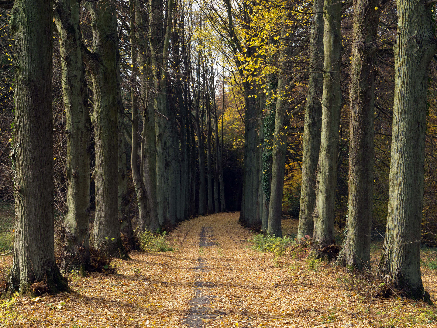 Allee im Herbst