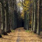 Allee im Herbst