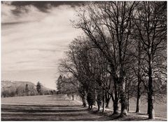 Allee im Herbst