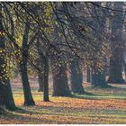 Allee im Herbst