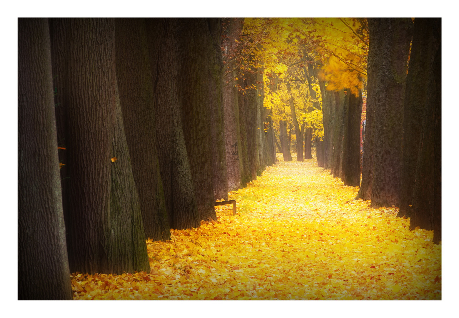 Allee im Herbst