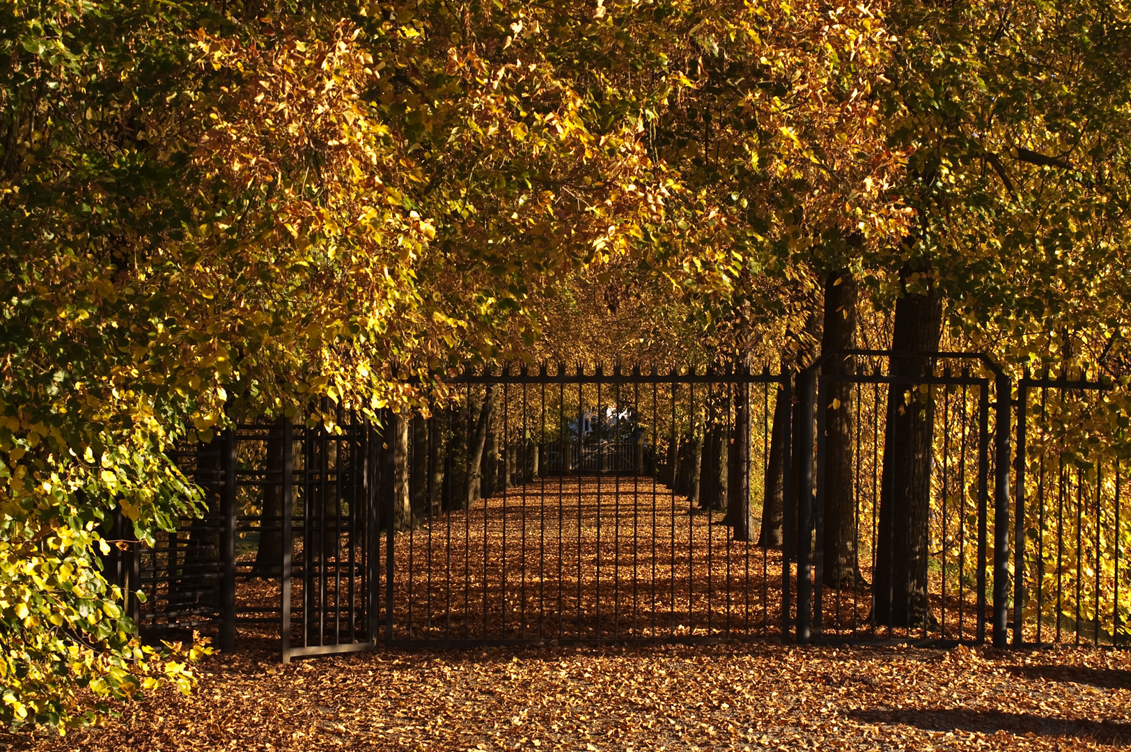 Allee im Herbst