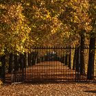 Allee im Herbst