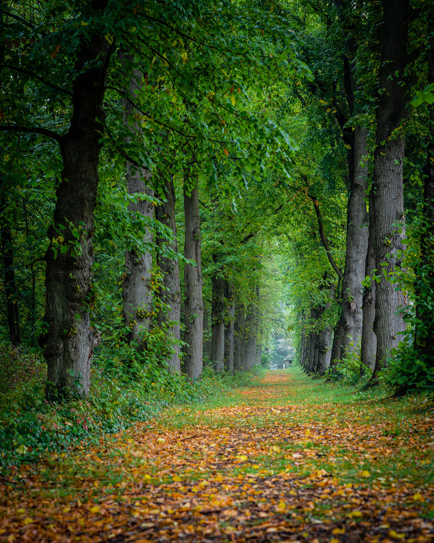 Allee-im-Herbst