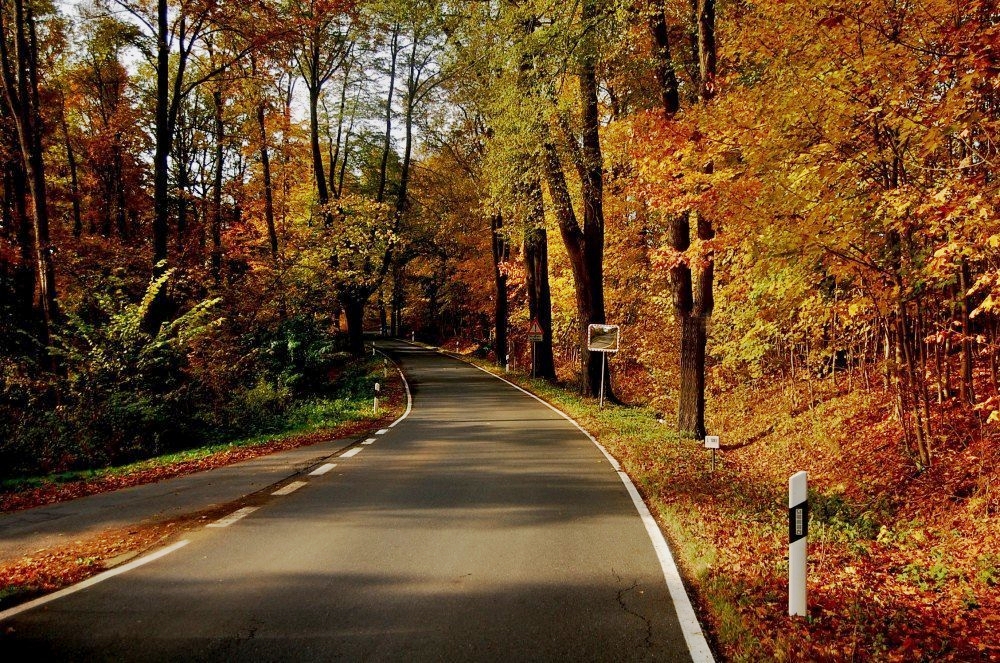 Allee im Herbst