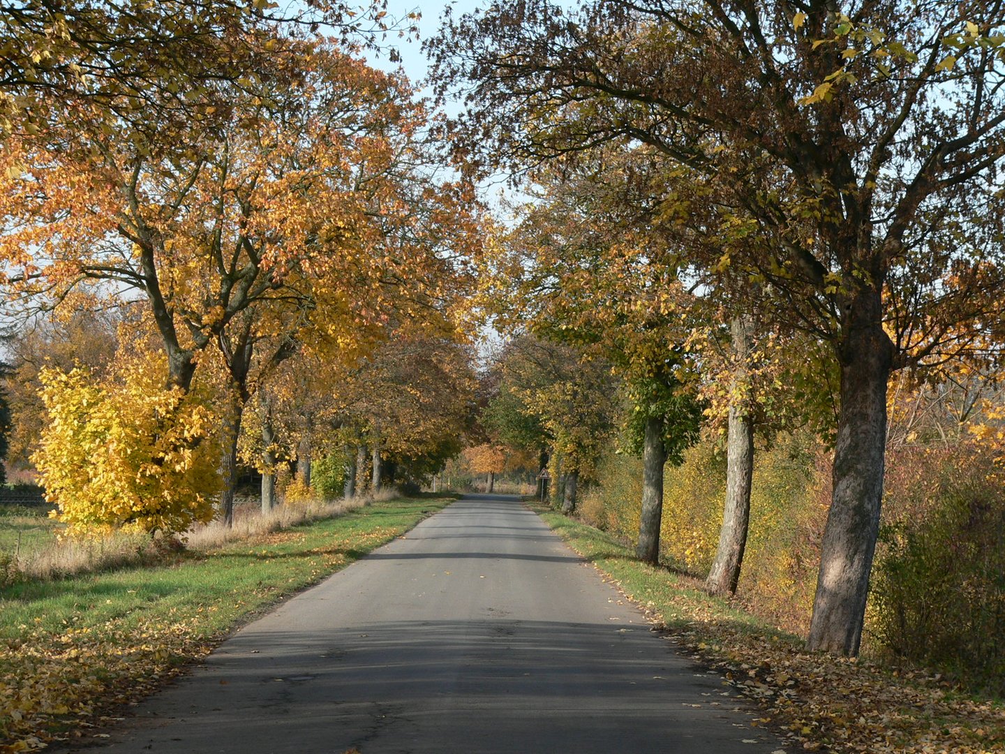 Allee im Herbst