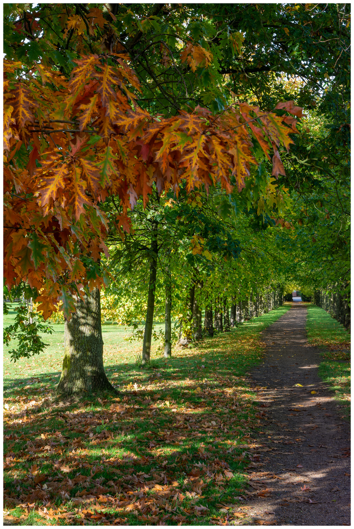 Allee im Herbst