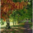 Allee im Herbst